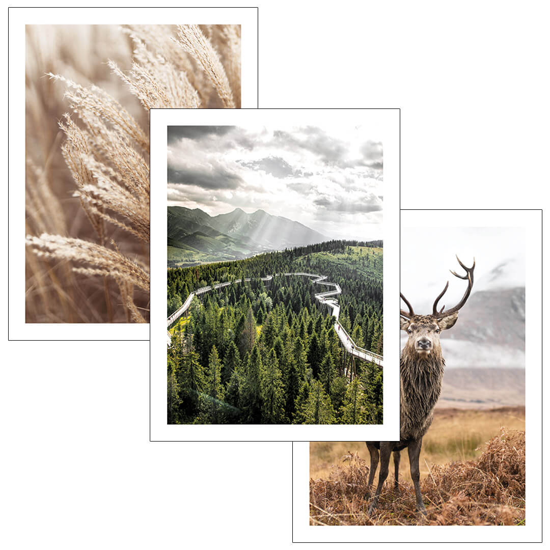 Zestaw_3_palaktow_podroznicze_zdjecia_jelen_las_plakaty_zwierzeta_1